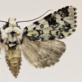  Heliothis melanoleuca , adult female
